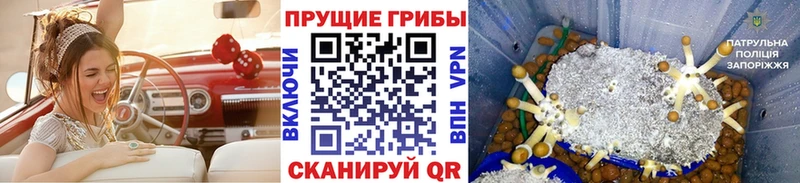Галлюциногенные грибы Psilocybine cubensis  Купить где  Нурлат 